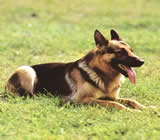 Adestramento de cães em Birigui
